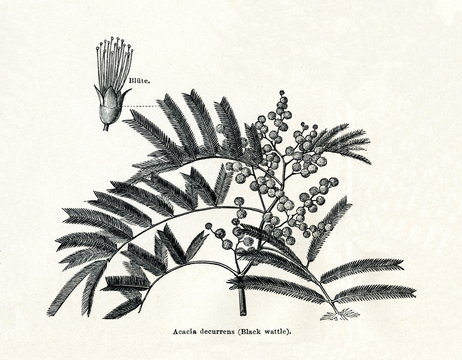 Black Wattle (Acacia Decurrens) (from Meyers Lexikon, 1895, 7/378/379)