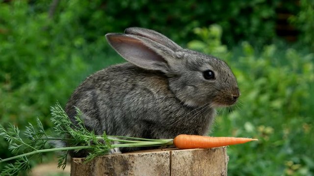 Rabbit. Beautiful animal of nature
