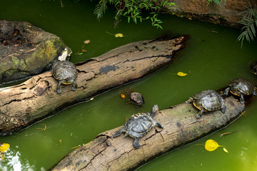 Turtles on logs in Kowloon park Hong Kong