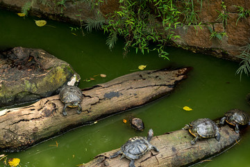Turtles on logs in Kowloon park Hong Kong