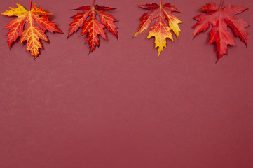Autumn colorful fallen maple leaves in row on claret background
