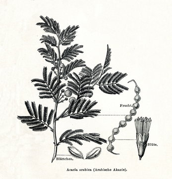 Gum arabic tree (Vachellia nilotica) (from Meyers Lexikon, 1895, 7/378/379)