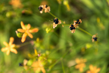 Close up of beautiful yellow flowers