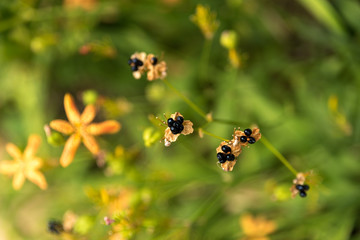 Close up of beautiful yellow flowers