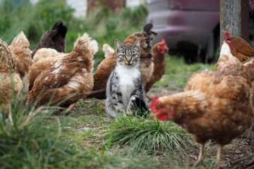 Country cat sitting among chickens walking