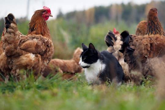 Country cat sitting among chickens walking