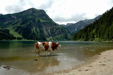 krowa alpejska