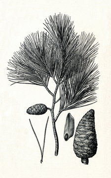 Aleppo pine (Pinus halepensis) (from Meyers Lexikon, 1895, 7/378/379)