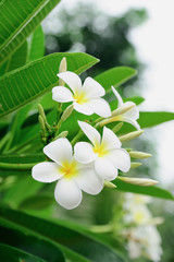 Plumeria