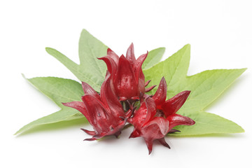 Hibiscus sabdariffa or roselle fruits isolated on white backgrou