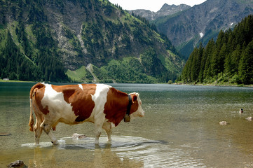 alpejska krowa