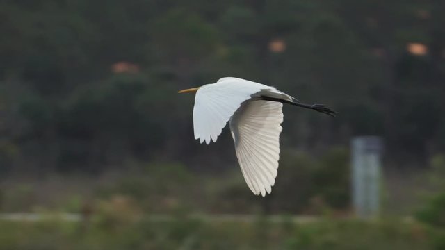 Slow motion of snowy egret flying mid air