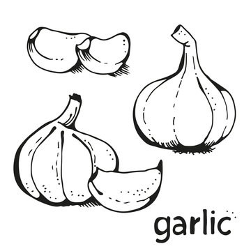 Vector collection with hand drawn garlic and text