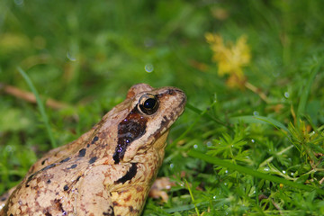 Rana temporaria ritratto
