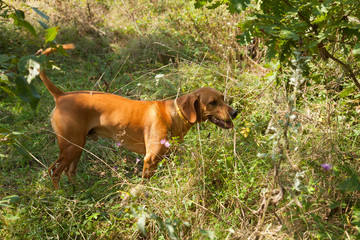 Serbian hound dog