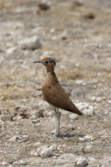 Ein Rostrennvogel (Cursorius rufus) im Etosha-Nationalpark, Namibia