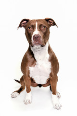 pitt bull  portrait 