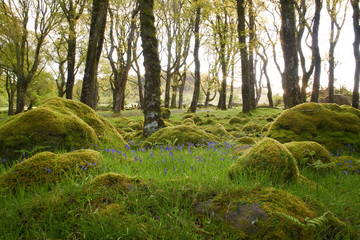 Bluebells bathing in the morning sun surrounded by mossy forest