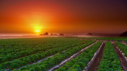 Wide shot of strawberry farm during sunset