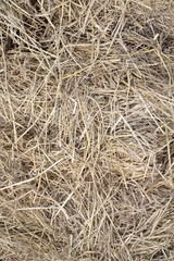 hay texture