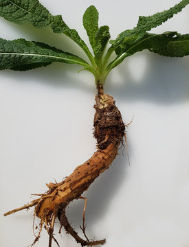 Kardendistel; Wurzel, Dipsacus; Karde