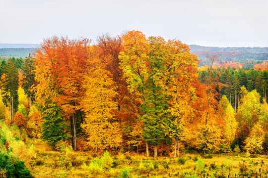 Herbstlicher Mischwald in Frankreich Lothringen bei  57550 Falck - Autumnal mixed forest