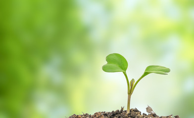 Flowering cabbage seedlings stay on green background