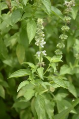 hairy basil plants in nature garden