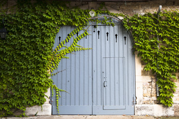 Puerta de madera azul con hiedra