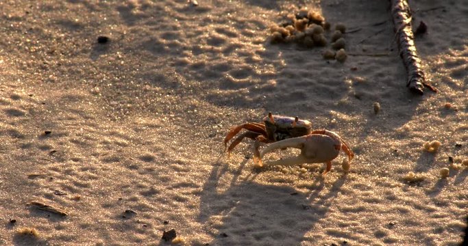 Close up of fiddler crab crawling on sand