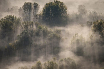 fog at Adda river valley - obrazy, fototapety, plakaty