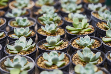 Plants growing in pods