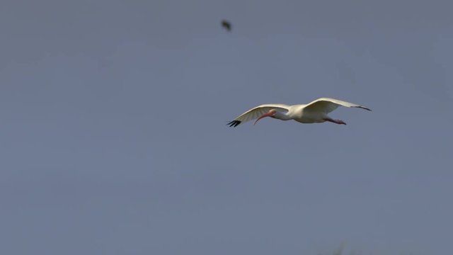 White ibis flying in slow motion in blue sky