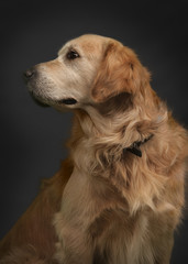 labrador posando en retrato