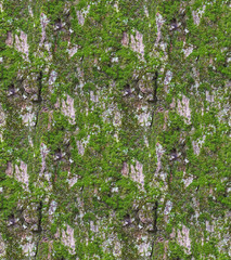 Fototapeta premium pine rind an moss seamless texture