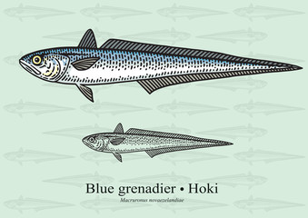 Fototapeta premium Blue grenadier, Hoki. Vector illustration for artwork in small sizes. Suitable for graphic and packaging design, educational examples, web, etc.