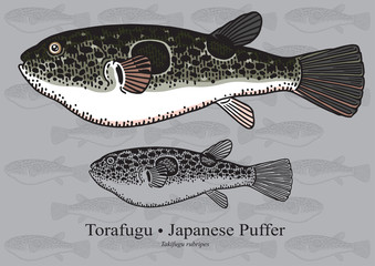 Japanese Puffer, Torafugu. Vector illustration for artwork in small sizes. Suitable for graphic and packaging design, educational examples, web, etc.