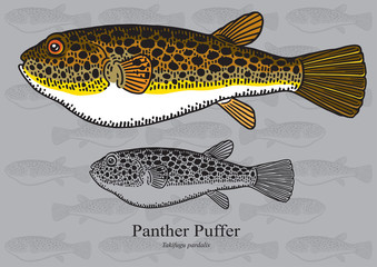 Panther Puffer. Vector illustration for artwork in small sizes. Suitable for graphic and packaging design, educational examples, web, etc.