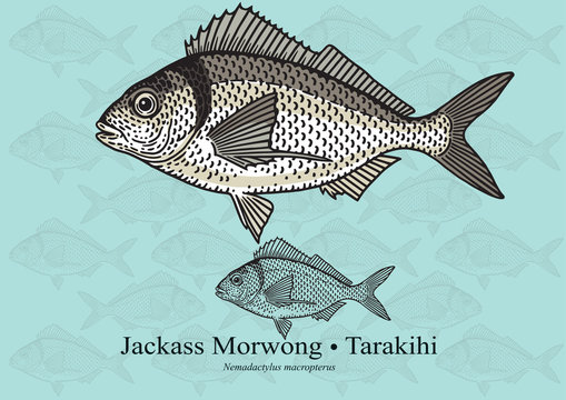 Jackass Morwong, Tarakihi. Vector illustration for artwork in small sizes. Suitable for graphic and packaging design, educational examples, web, etc.