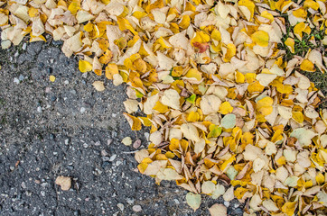 Maple Leaves Forever / yellow leaves on an asphalt blurred urban background autumn / Orange autumn...