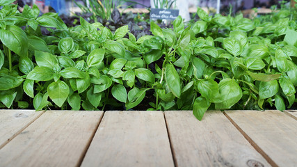 Fresh organic herb, Sweet basil, green and purple leaves