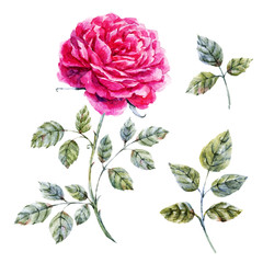 Watercolor hand drawn rose