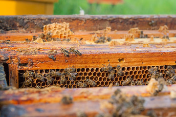 Close up view of the bees swarming on a honeycomb.
