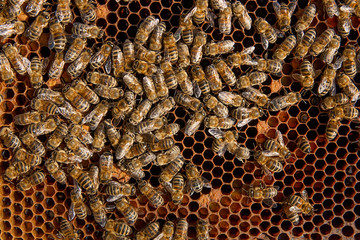 Busy bees, close up view of the working bees on honeycomb.