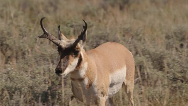 Tracking shot of wild pronghorn antelope running in field