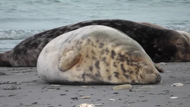 Kegelrobbe, Jungtier am Strand, halichoerus grypus
