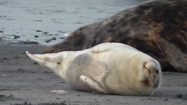 Kegelrobbe, Jungtier am Strand, halichoerus grypus
