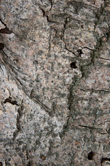 Aspen bark texture as abstract background