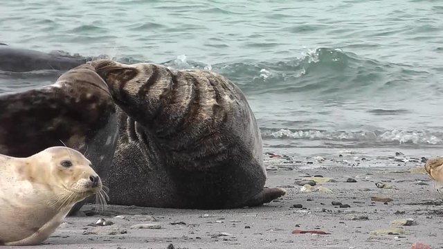 Kegelrobben am Strand von Helgoland, halichoerus grypus
