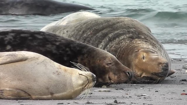 Kegelrobbe, Jungtier am Strand, halichoerus grypus